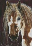 (image for) Skewbald Horse